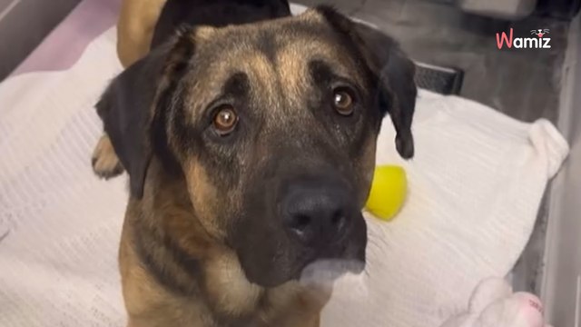 Un chien errant s'empale sur une clôture qu'il tente d'escalader : les vétérinaires sont inquiets (vidéo)