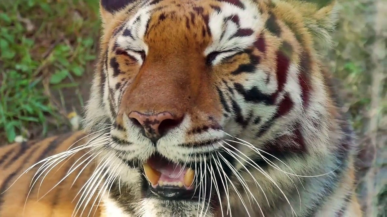 Milo_s_Jungle_Adventures