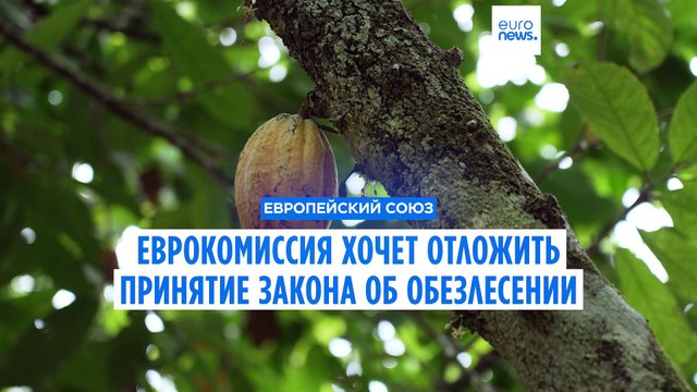 Еврокомиссия откладывает введение закона о борьбе с вырубкой лесов