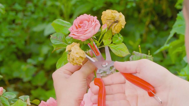 Bricolages créatifs pour le jardin