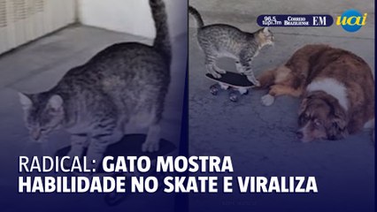 Gato viraliza ao andar de skate ao som de Charlie Brown Jr.