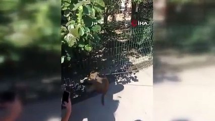 maymun çocuğa saldırdı