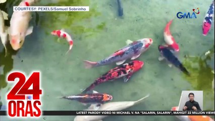 Mahigit 100 koi fish, namataang lumalangoy sa isang kanal sa Iligan | 24 Oras