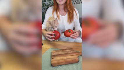 Cuisinez votre petit-déjeuner avec un chat ! 
