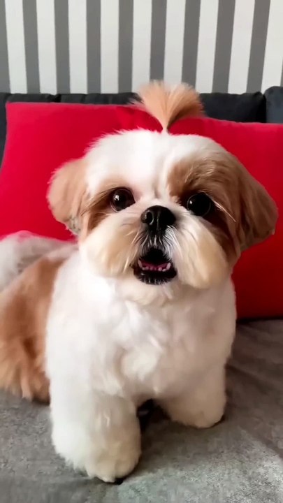 shihtzu Dog Barking_ ShihTzu barking #dogs #shihtzupuppies