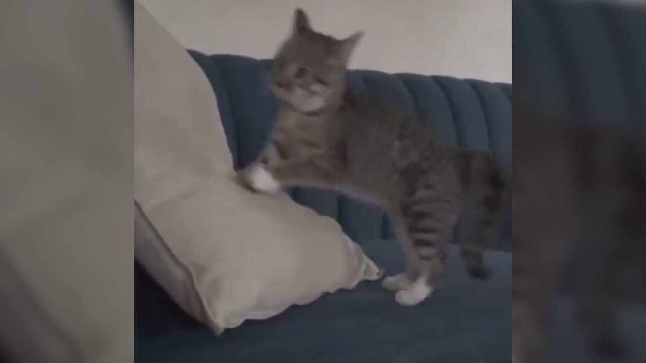 Un gato se cría entre perros y ahora ladra a sus dueños