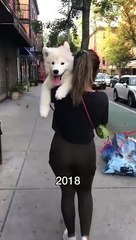Five years of carrying this pup in fun places! Where should I carry him next_ #dog #samoyed