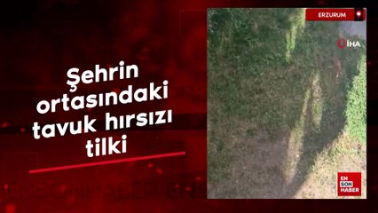 Erzurum'da şehrin ortasındaki tavuk hırsızı tilki