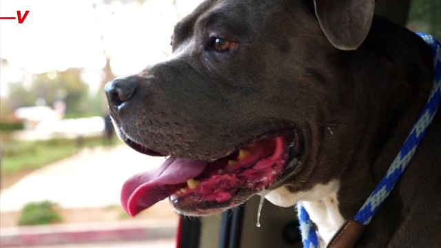 These Dogs Can Affect Your Homeowner’s Insurance