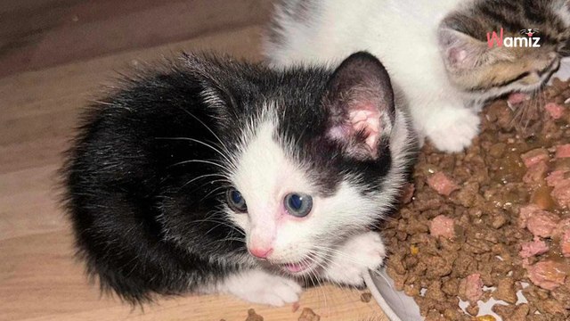 Ce chat est alerté par des bruits stridents dans la rue : son réflexe émeut les sauveteurs aux larmes