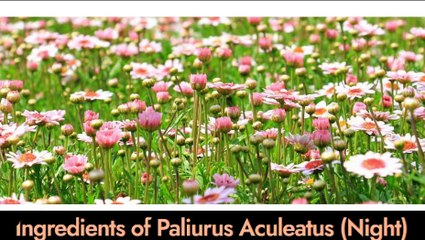 Ingredients of Paliurus Aculeatus  (Night)