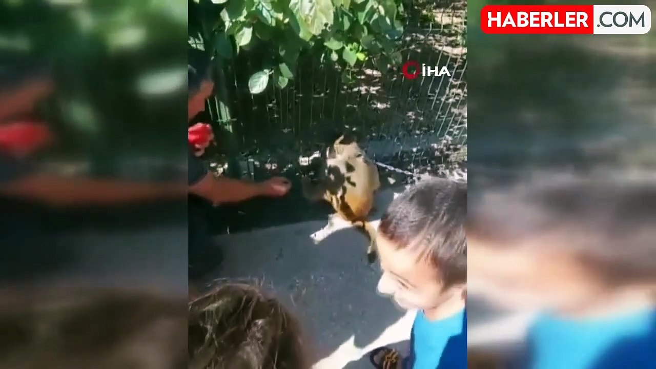 Çocuğu Isıran Maymunun Sahibine 41 Bin Lira Ceza
