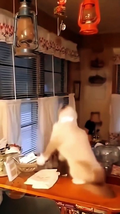 Funny Cats