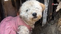 Depuis plusieurs jours, une petite chienne avec une robe rose intriguait les passants au bord de la route