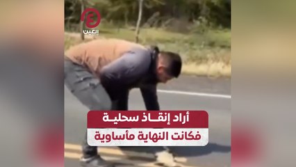 أراد إنقاذ سحلية فكانت النهاية مأساوية