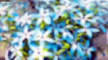 Tập 11 - Nữ Hoàng Trả Giá (Thuyết minh)_DV Lâm Canh Tân, Ngô Cẩn Ngôn