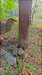 The Chicks Enjoy a Delicious Lunch | Cute Feeding Frenzy