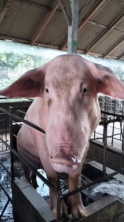 piggy lagi mandi