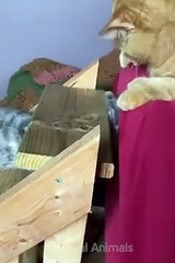 Cats and Dogs Videos  ||  Hilarious Animal Compilation Part No:36  #2024