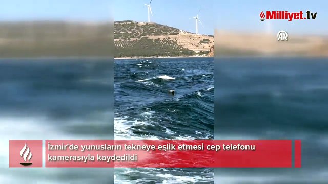 Yunusların tekneye eşlik etmesi cep telefonu kamerasıyla kaydedildi