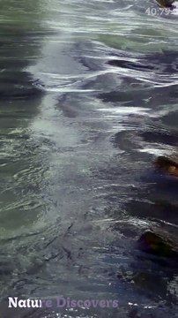 Water sounds with relaxing music♬|| Nature Discovers..........#shorts #naturesounds #natureshorts