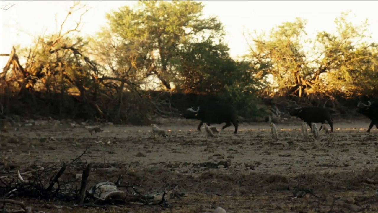 Der Geparden-Clan (3) - Gemeinsam stark