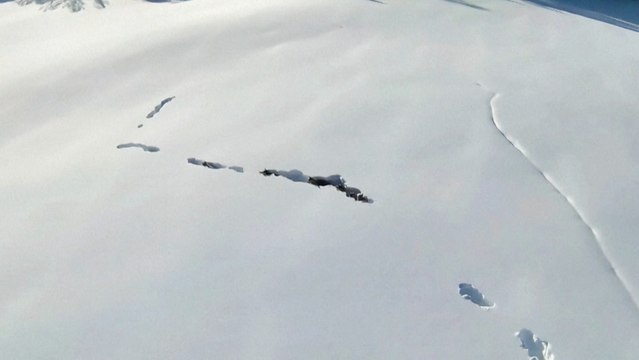 You Have to See These Amazing Wolves in the Snow