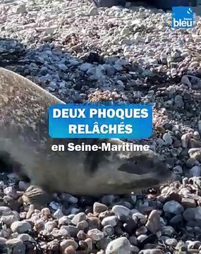 Deux phoques veaux-marins relâchés à Yport