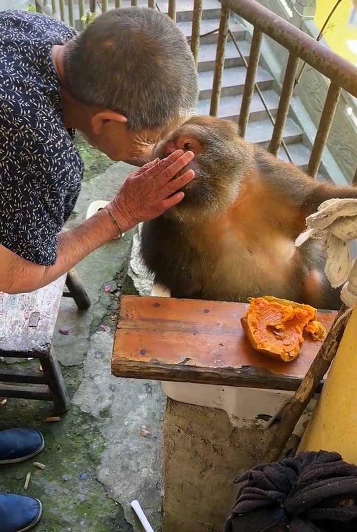 Funniest animals | cute animals