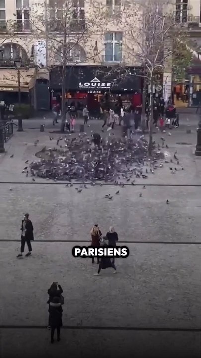 On sait enfin pourquoi les pigeons boitent !!