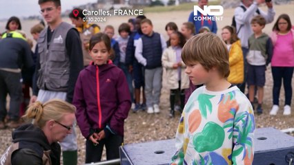 Focas bebés libertadas no mar