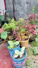 My plants and little garden