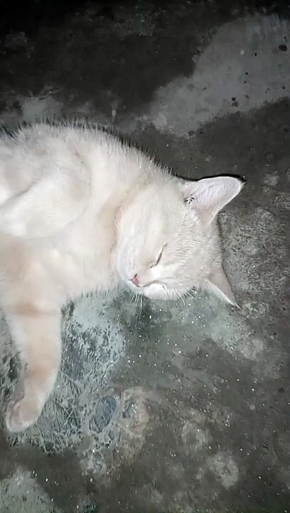 Cat sleep time⌚