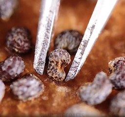 Boring things turn fascinating, just look close and listen  ASMR