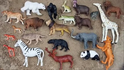 Lion,_Elephant,_Cheetah,_Giraffe,_Bear,_Tiger,_Zebra,__Wolf,_Zoo_Animals,_Toy_Wild_Animals_for_Kids(360p)