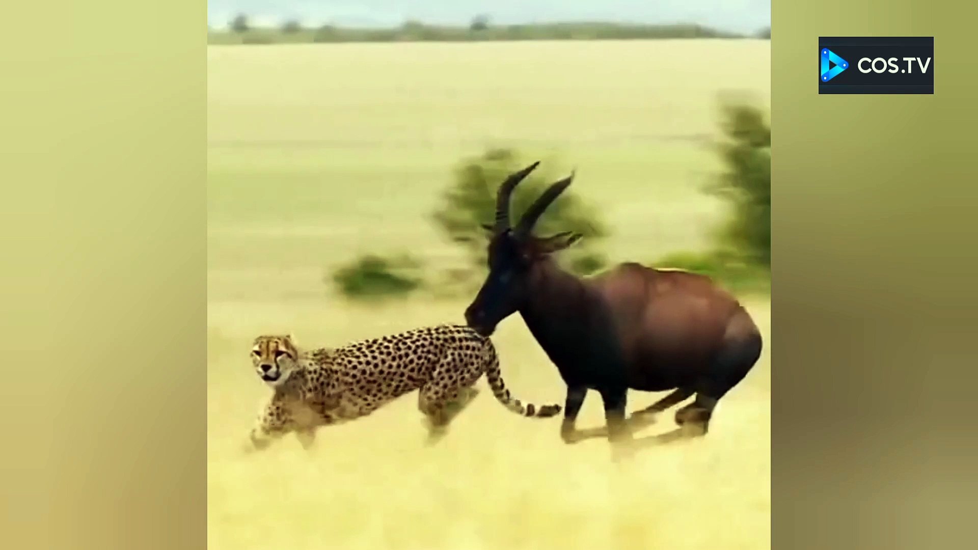 Animals
