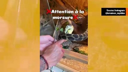 Vakuuttava video näyttää miehen epäonnistuvan pahasti ruokkiessaan käärmettä