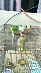 nice##amazing ##birds