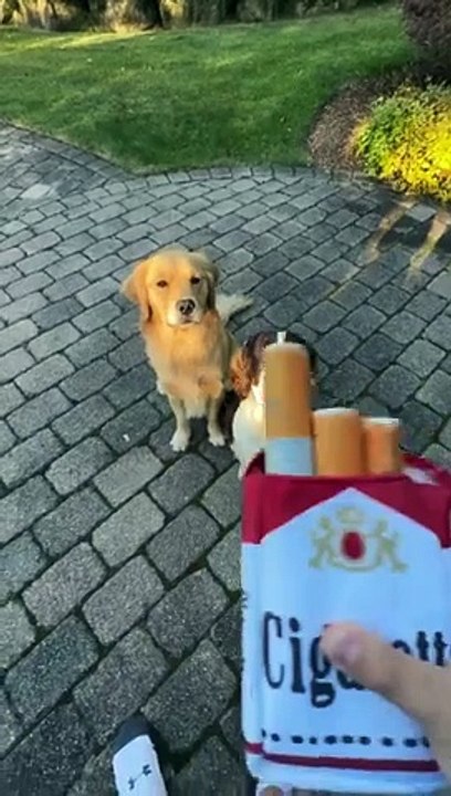 Dogs smokin'