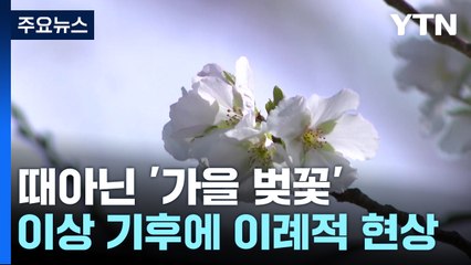 [날씨] "실화야?" 곳곳에 '가을 벚꽃' 활짝..."생체시계 무너져" / YTN