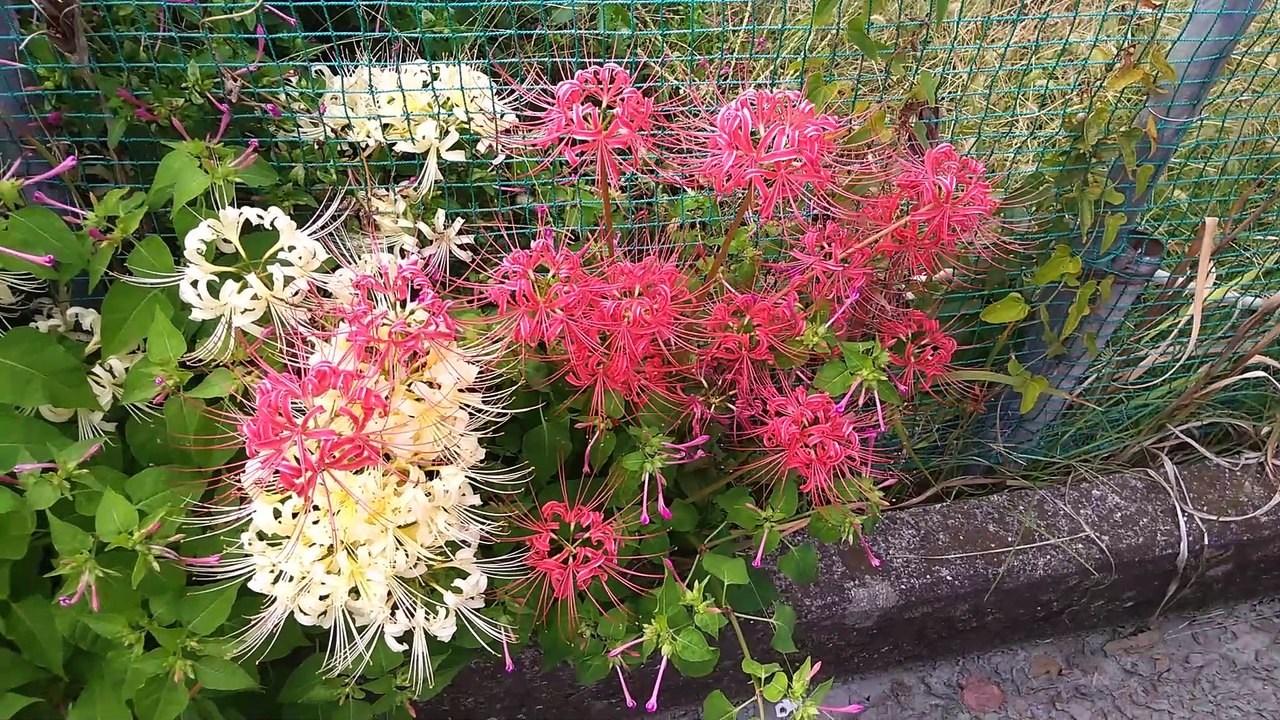 彼岸花