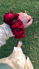 Express Your Love with Fresh Roses 🌹