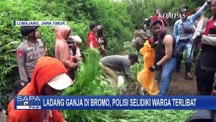 Polisi Selidiki Warga yang Terlibat Kasus Ladang Ganja di Bromo Semeru
