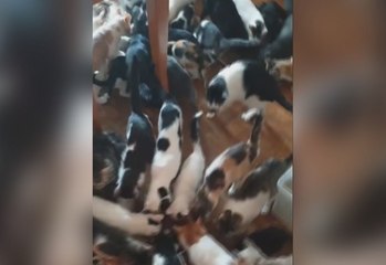 Rescatan a 84 gatos de un piso en Madrid