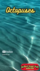 Animal Facts        Octopuses          #shorts