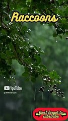 Animal Facts        Raccoons          #shorts