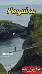 Animal Facts        Penguins          #shorts