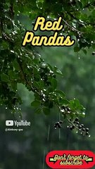 Animal Facts        Red Pandas          #shorts89