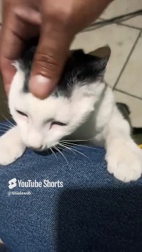 jugando en la oficina con mi gatito pernanca #shorts #animales #mascotas #felino #gato #pet #amigo