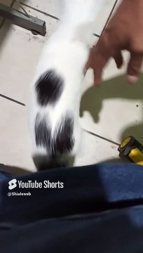 #gato #felino #animales #mascotas #pet #shorts #amigo #peludo #fauna #oficina #juego #amor